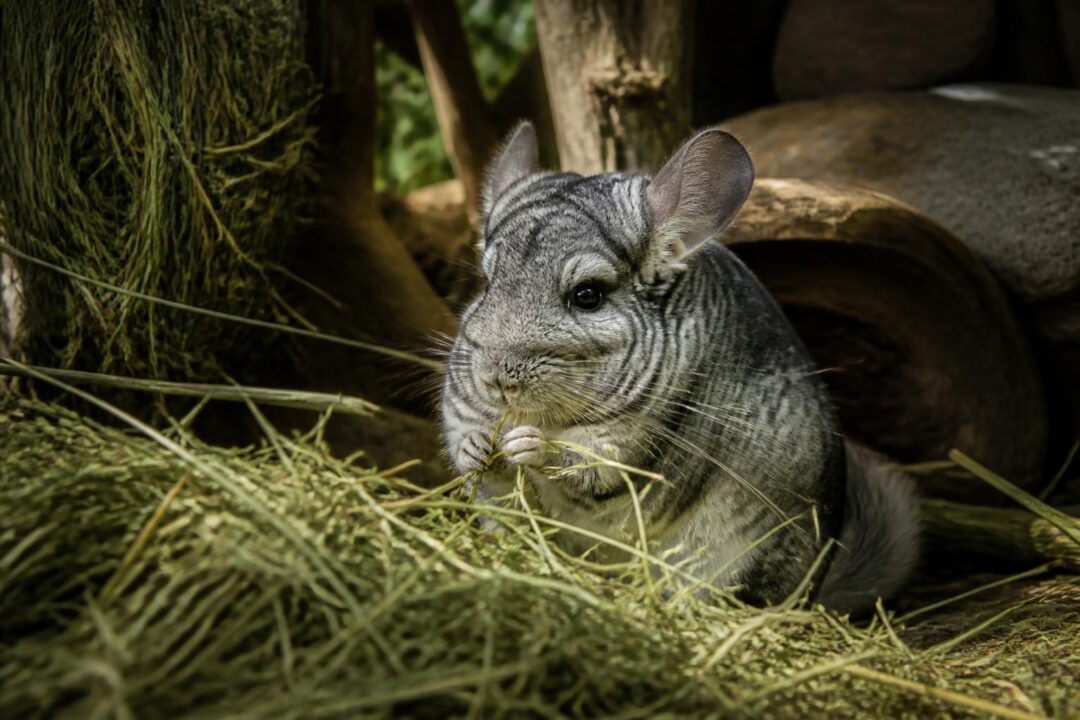 découvrez pourquoi le foin est l'alimentation principale du chinchilla, ses bienfaits essentiels pour la santé et comment garantir une nutrition adaptée à votre petit compagnon.