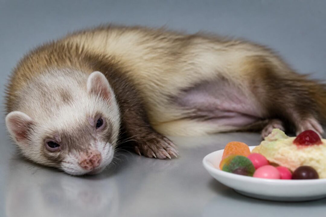 découvrez pourquoi les friandises sucrées peuvent être mortelles pour les furets atteints d'insulinome et comment préserver leur santé grâce à des conseils essentiels.