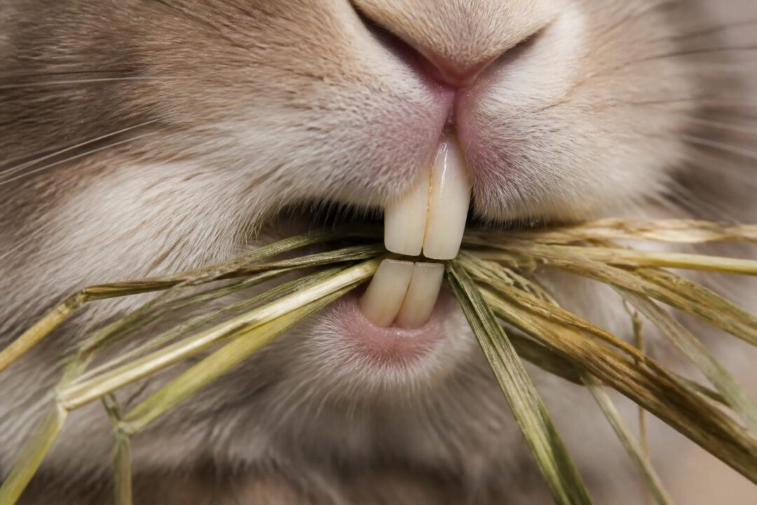 découvrez pourquoi les fibres longues dans le foin sont essentielles pour l'usure naturelle des dents chez les nouveaux animaux de compagnie (nac) et comment elles contribuent à leur santé bucco-dentaire.