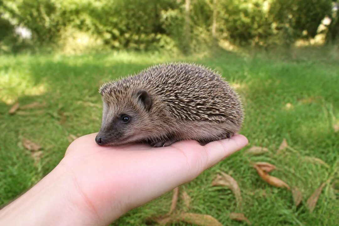 découvrez comment intervenir rapidement pour sauver un hérisson trouvé en plein jour, signes d'urgence et gestes à adopter pour protéger cet animal nocturne.